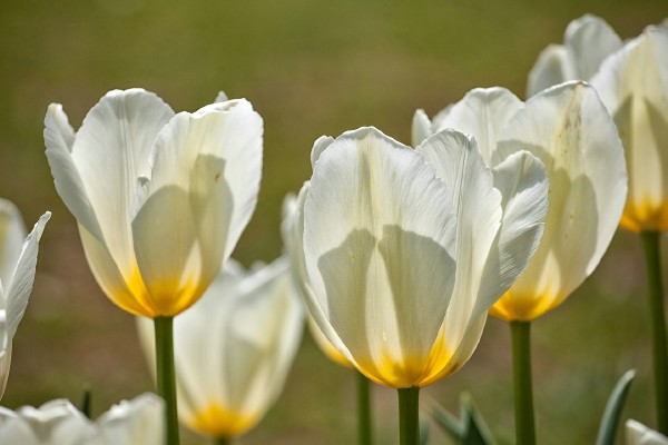 089 - Open Vizier Ruisbroek - Julien Verboom -Tulpen